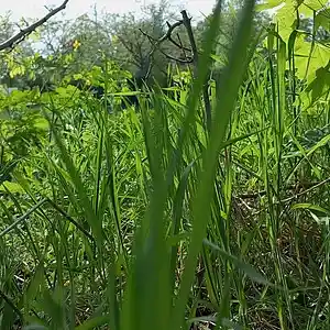 Picture for song '20240412_143444samRA_sf_fs' by artist '786 scheint-Al'lahs Bande'