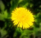 Picture for song 'Jaune-vert' by artist 'Aarryn'