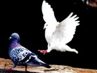 Picture for song 'Psalm 08 (God how great is Your name)' by artist 'Abbess'