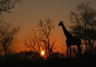 Picture for song ''Keep Your Faith'' by artist 'African Creationz'