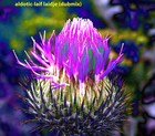 Picture for song 'laiflaidje (DUB/FUNKMIX)' by artist 'aldotic'