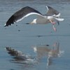 Picture for song 'Fledgling' by artist 'Alexander (US)'