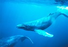 Picture for song 'Whalegrunts' by artist 'amalgam'