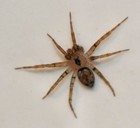 Picture for song 'ARACHNOID' by artist 'AND-DROID'