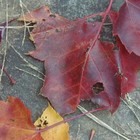 Picture for song 'Heaven Divided' by artist 'AuDioChosis - Steven F. Allen - AuDio MiRage'