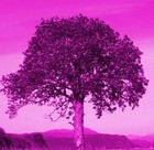 Picture for song 'Rowan Tree' by artist 'Beasag'