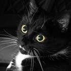 Picture for song 'Got a Little Cat' by artist 'Beth Fridinger'