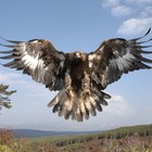 Picture for song 'Where wild eagles come to rest (unreleased)' by artist 'Bird of habibaH'