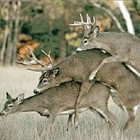 Picture for song 'First Day in Ohio' by artist 'Black 13'