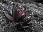 Picture for song 'Sentiment (Xpressionz)' by artist 'Black Lotus'