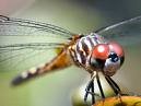 Picture for song 'Dragonfly 16 1 09' by artist 'Brenden Griffith'