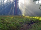Picture for song 'Forest' by artist 'Brian Timmons'