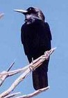 Picture for song 'Black Crow, Black Crow (Featuring Jessica Rasche)' by artist 'Casia'