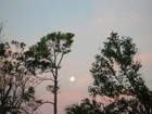 Picture for song 'Kiss Me In The Moonlight' by artist 'Charles Bosco'