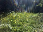 Picture for song 'It's The Only Life That I Know.mp3' by artist 'charlesmoey10'