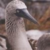 Picture for song 'BBC - Galapagos' by artist 'Chris Byrne'
