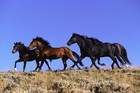 Picture for song 'Mustang Wild and Free' by artist 'DanSpec'