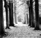 Picture for song 'Todeswunsch' by artist 'Darkonia'