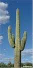 Picture for song 'Mexico' by artist 'DEADWATER MONK'