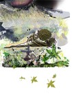 Picture for song 'dragonfly eat holland' by artist 'decollage'
