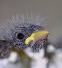 Picture for song 'Baby Bird' by artist 'DirtyLarry'