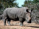 Picture for song 'f***in´Rhino' by artist 'DirtyLarry'