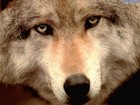 Picture for song 'wolf dreams' by artist 'dj wolfie'