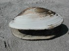 Picture for song 'Pickle Clam' by artist 'Dragon Lance'