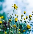 Picture for song 'HEAR THE FLOWERS BLOOMING' by artist 'Dr. Bob's Jazz - Benefit Boppin' Quartet - JBBQ'