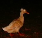 Picture for song 'The Descent' by artist 'DrD'