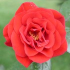 Picture for song 'Wheres My Rose' by artist 'East Coast BNR'