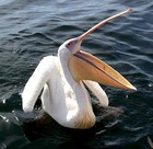 Picture for song 'Pelicans!' by artist 'Ecstasy Twist'