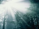 Picture for song 'Desolate Tranquility' by artist 'Entities'