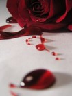 Picture for song 'Searching For Love' by artist 'Ers Madjesty Of Harmonies'