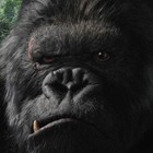 Picture for song 'SOLD!!! King Kong (New)' by artist 'Exel Muzik'