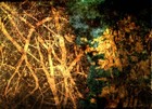 Picture for song 'Shine For Me (Intrumental)' by artist 'ForeverGrasping'