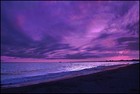 Picture for song 'Purple Crush' by artist 'Frank Axtell'
