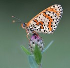 Picture for song 'Intermezzo (S547,Mvt3)' by artist 'FranklinEMorris'