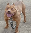 Picture for song '40 acres and a mule' by artist 'FROGTOWN PRODUCTION'