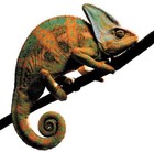 Picture for song 'Chama Leão Lo-Fi' by artist 'Ghisi'