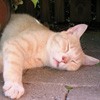 Picture for song 'Lazy Day Blues' by artist 'GoranS'