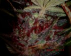 Picture for song 'WATER' by artist 'GUNNA GANG 2GZ'