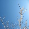 Picture for song 'Naturens kraft' by artist 'Harpisten'