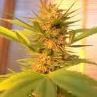 Picture for song 'SMOKING THOSE TREES' by artist 'heinzdown and mc willis'