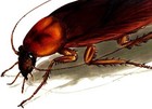 Picture for song 'Cockroach Hoax' by artist 'Steve Moser'