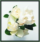 Picture for song 'Unconditional' by artist 'HolyDiva'