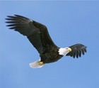 Picture for song 'Eagel ON My Back 2007*Classic*' by artist 'HOPE BOI'