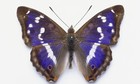 Picture for song 'Purple Emperor' by artist 'HORIZONS PROJECT'