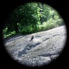 Picture for song 'Johda minut kalliolle - To the Rock' by artist 'Hospital Choir in Helsinki'
