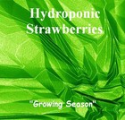 Picture for song 'Homeless' by artist 'Hydroponic Strawberries'